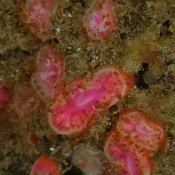 False Coral, photo 5