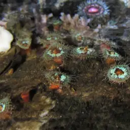 False Coral, photo 6