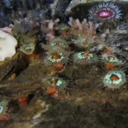 False Coral, photo 7