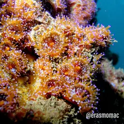False Coral, photo 8