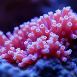 Jewel Anemone