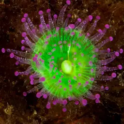 Jewel Anemone