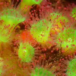 Jewel Anemone, photo 2