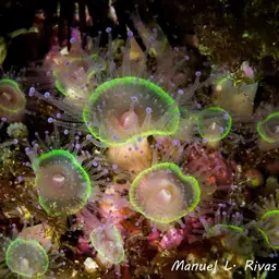 Jewel Anemone, photo 3
