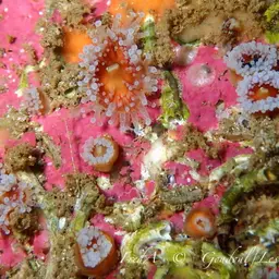 Jewel Anemone, photo 4