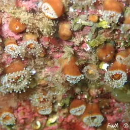 Jewel Anemone, photo 6