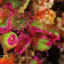 Jewel Anemone, photo 7