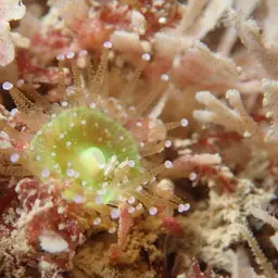 Jewel Anemone, photo 8