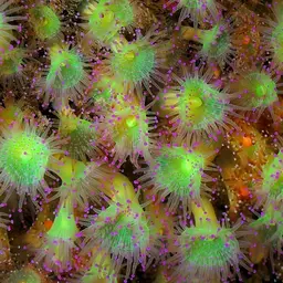 Jewel Anemone, photo 9