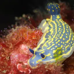 Jewel Anemone, photo 10