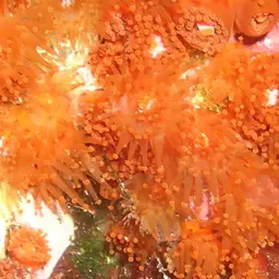 Jewel Anemone, photo 11