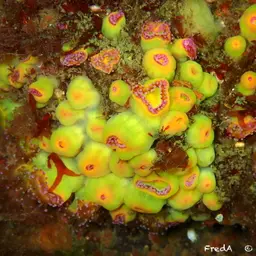 Jewel Anemone, photo 12