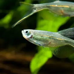 Sword-cheeked Tetra, photo 2