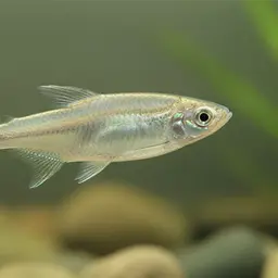Sword-cheeked Tetra, photo 1