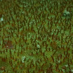 Wrinkle Coral, photo 1