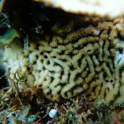 Wrinkle Coral, photo 2