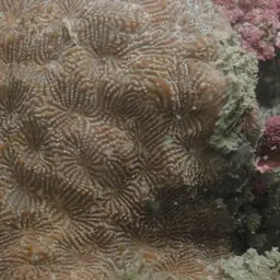 Wrinkle Coral, photo 3