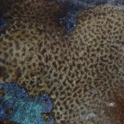 Wrinkle Coral, photo 4