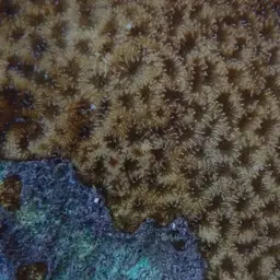 Wrinkle Coral, photo 5