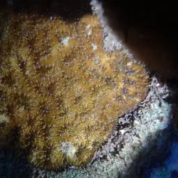 Wrinkle Coral, photo 6