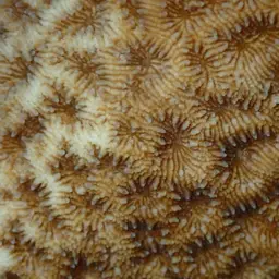 Wrinkle Coral, photo 7
