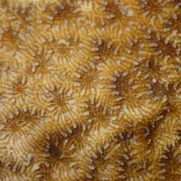 Wrinkle Coral, photo 8