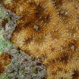 Wrinkle Coral, photo 9