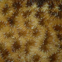 Wrinkle Coral, photo 10