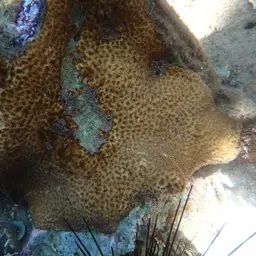 Wrinkle Coral, photo 11