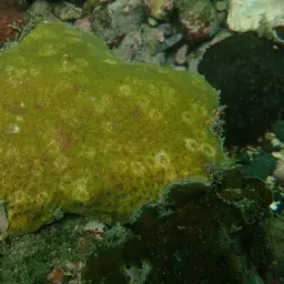 Wrinkle Coral, photo 12
