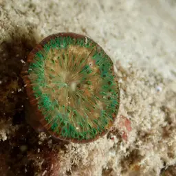 Wrinkle Coral, photo 1