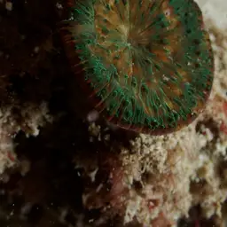 Wrinkle Coral, photo 2