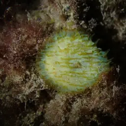 Wrinkle Coral, photo 3