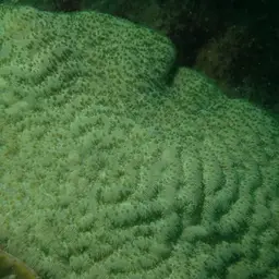 Wrinkle Coral, photo 4