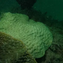 Wrinkle Coral, photo 5