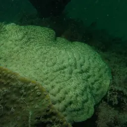 Wrinkle Coral, photo 6