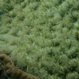 Wrinkle Coral, photo 7