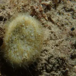 Wrinkle Coral, photo 8
