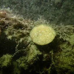 Wrinkle Coral, photo 9