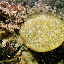Wrinkle Coral, photo 10