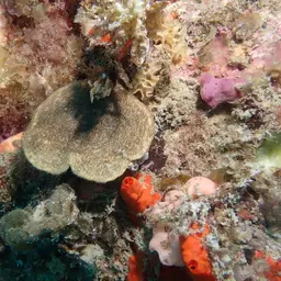 Wrinkle Coral, photo 11