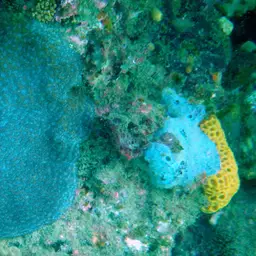 Wrinkle Coral, photo 2