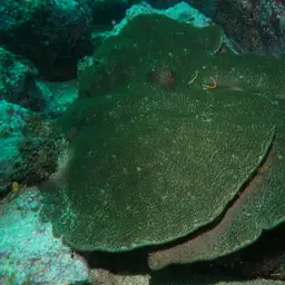 Wrinkle Coral, photo 1
