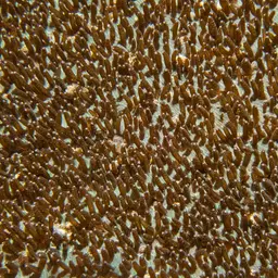 Wrinkle Coral, photo 3