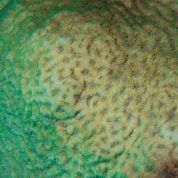 Wrinkle Coral, photo 4