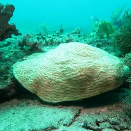 Wrinkle Coral, photo 5