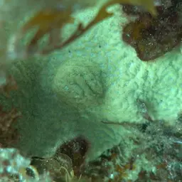 Wrinkle Coral, photo 6