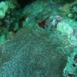 Wrinkle Coral, photo 7