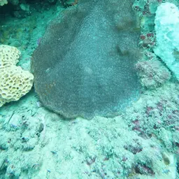 Wrinkle Coral, photo 8