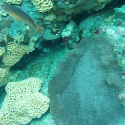 Wrinkle Coral, photo 9